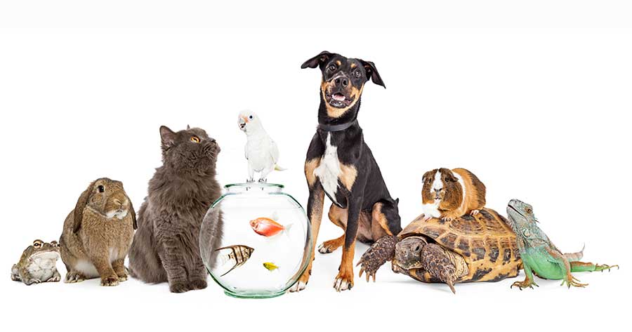 blog-di-successo-sugli-animali-per-il-veterinario